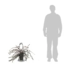 Cotoneaster Lacteus/pot De 3l - 40/60 Cm -VIDA Plantes Magasin 63f4ba6ae73968.45907339