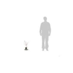 Cornouiller Soyeux Stolonifera Kelsey/pot De 4l - 40/60 Cm -VIDA Plantes Magasin 63f4ba6c4579c5.36459365