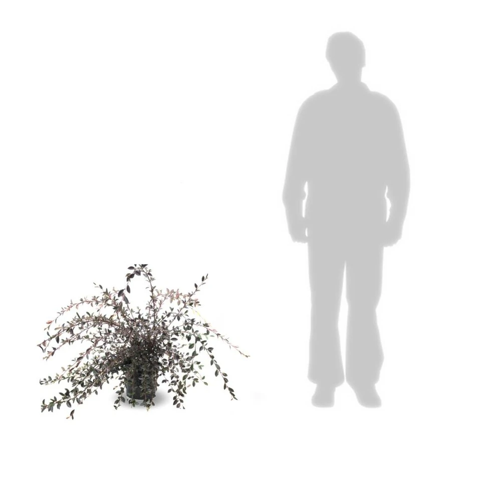 Cotoneaster Lacteus/pot De 7,5l - 60/80 Cm 5 Cotoneaster Lacteus/pot De 7,5l - 60/80 Cm – Image 3