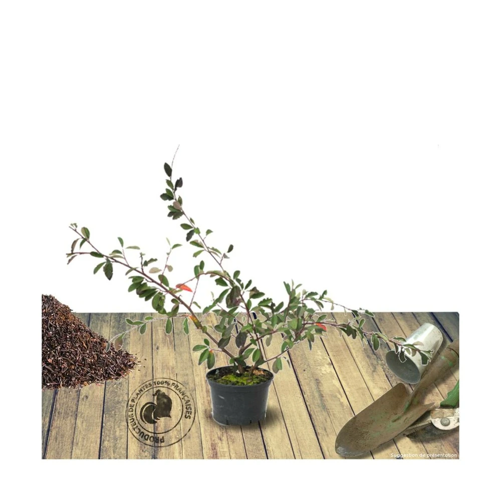Cotoneaster Lacteus/pot De 7,5l - 60/80 Cm 4 Cotoneaster Lacteus/pot De 7,5l - 60/80 Cm – Image 2