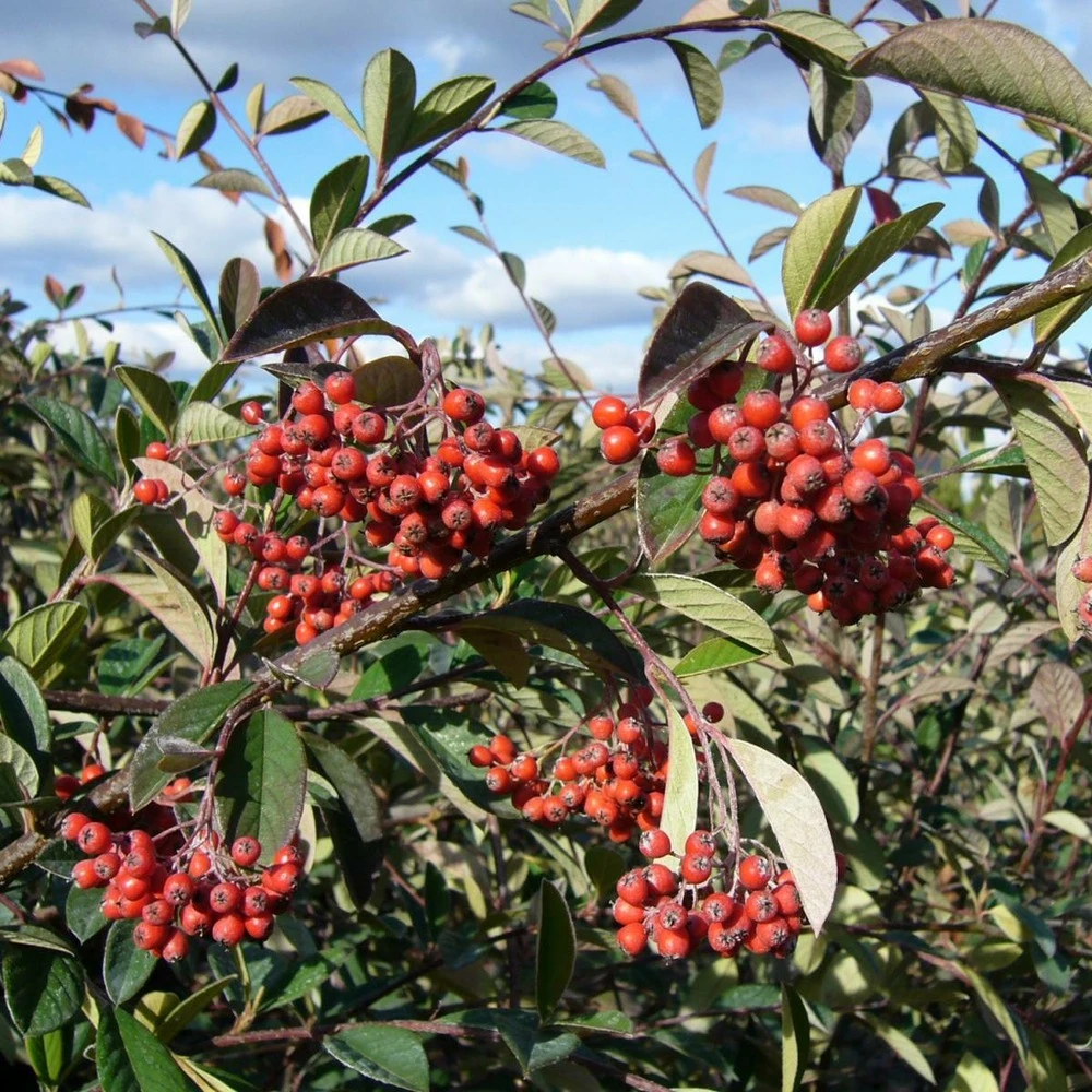 Cotoneaster Lacteus/pot De 7,5l - 60/80 Cm 3 Cotoneaster Lacteus/pot De 7,5l - 60/80 Cm