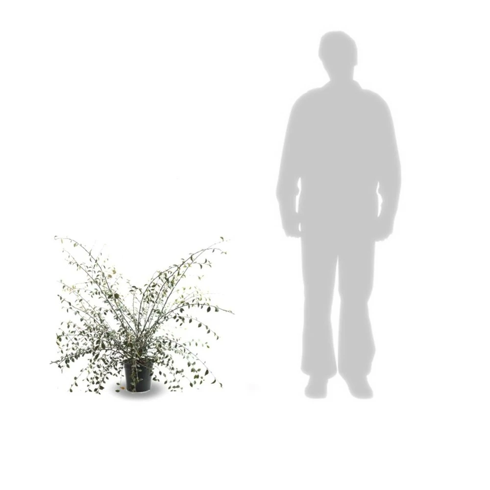 Cotoneaster Franchetti/pot De 7,5l - 60/80 Cm 4 Cotoneaster Franchetti/pot De 7,5l - 60/80 Cm – Image 2