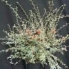 Cotoneaster Franchetti/pot De 7,5l - 60/80 Cm -VIDA Plantes Magasin 63f4ba702f1291.08479871