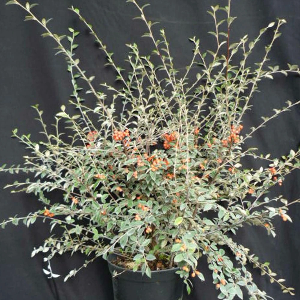 Cotoneaster Franchetti/pot De 7,5l - 60/80 Cm 3 Cotoneaster Franchetti/pot De 7,5l - 60/80 Cm