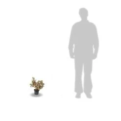 Hortensia Paniculata Kyushu/pot De 4l -VIDA Plantes Magasin 63f4bb00570ec7.14025646