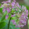 Hortensia De Virginie Arborescens Pink Annabelle®/pot De 4l - 40/60 Cm 1 Hortensia De Virginie Arborescens Pink Annabelle®/pot De 4l - 40/60 Cm -VIDA Plantes Magasin 63f4bb05293266.01422703
