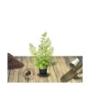 Hortensia Paniculata Limelight/pot De 4l - 40/60 Cm -VIDA Plantes Magasin 63f4bb065a4914.97128624