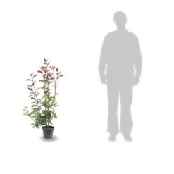 Photinia X Fraseri Red Robin/pot De 5l - 80/100 Cm -VIDA Plantes Magasin 63f4bba966d9e8.71741916