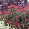Photinia X Fraseri Red Robin/pot De 5l - 80/100 Cm -VIDA Plantes Magasin 63f4bba97310c6.06441377