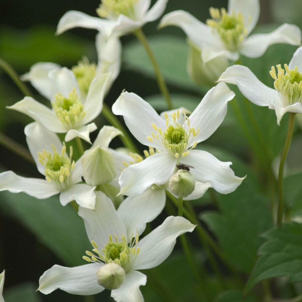 Clématite Montana Wilsonii/pot De 1,5l 3 Clématite Montana Wilsonii/pot De 1,5l