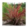 Herbe Aux écouvillons Setaceum Firework/pot De 3l - 20/40 Cm -VIDA Plantes Magasin 63f4cb0222d4d6.42050289