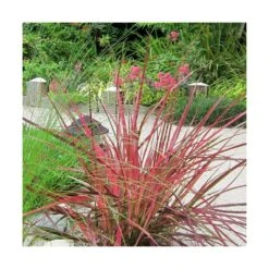 Herbe Aux écouvillons Setaceum Firework/pot De 3l - 20/40 Cm -VIDA Plantes Magasin 63f4cb022a85f3.27805263