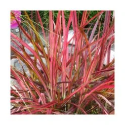 Herbe Aux écouvillons Setaceum Firework/pot De 3l - 20/40 Cm -VIDA Plantes Magasin 63f4cb022e8090.71543170