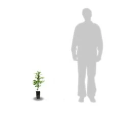 Bignone X Tagliabuana Indian Summer® 'kudian'/pot De 1l - Tuteur 60 Cm -VIDA Plantes Magasin 63f4cd7bf37ff9.83654931