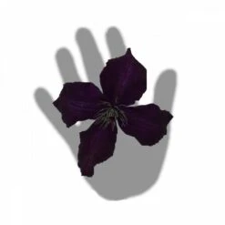 Clématite Viticella Dark Eyes/pot De 3l - Echelle Bambou 60/120 Cm -VIDA Plantes Magasin 63f4cd7fd164a2.29375399