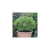 Pin Noir Nigra Marie Bregeon®/pot De 3l - 20/40 Cm -VIDA Plantes Magasin 63f4ce71dd4211.50665334