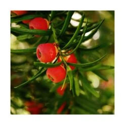 If Commun Baccata/pot De 4l - 20/40 Cm