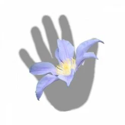 Clématite Integrifolia Blue River® 'zoblueriver'/pot De 3l - Echelle Bambou 60/120 Cm -VIDA Plantes Magasin 63f4cebbd865d8.12957379