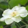Clématite Guernsey Cream/pot De 3l - Echelle Bambou 60/120 Cm -VIDA Plantes Magasin 63f4ced883f4a3.39455788