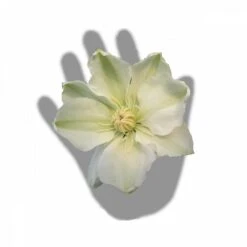 Clématite Guernsey Cream/pot De 3l - Echelle Bambou 60/120 Cm -VIDA Plantes Magasin 63f4ced88baef3.65976902