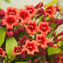 Bignone Capreolata Atrosanguinea/pot De 1,5l - Tuteur Bambou 30/60 Cm -VIDA Plantes Magasin 63f4cef710d0e6.83953406