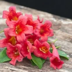 Bignone Capreolata Atrosanguinea/pot De 1,5l - Tuteur Bambou 30/60 Cm -VIDA Plantes Magasin 63f4cef7186c97.26425340