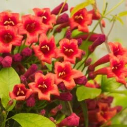 Bignone Capreolata Atrosanguinea/pot De 1,5l - Tuteur Bambou 30/60 Cm -VIDA Plantes Magasin 63f4cef71c4477.98385403