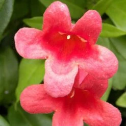 Bignone Capreolata Atrosanguinea/pot De 1,5l - Tuteur Bambou 30/60 Cm -VIDA Plantes Magasin 63f4cef73d4be0.20747155