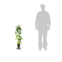 Vigne Vierge Quinquefolia/pot De 1,5l - Tuteur Bambou 30/60 Cm -VIDA Plantes Magasin 63f4cf298959e9.96371995