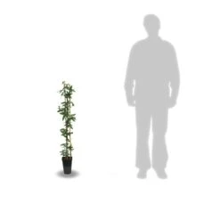 Passiflore Caerulea/pot De 3l - Echelle Bambou 60/120 Cm -VIDA Plantes Magasin 63f4cf412a9e74.46079623