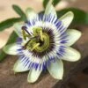 Passiflore Caerulea/pot De 3l - Echelle Bambou 60/120 Cm -VIDA Plantes Magasin 63f4cf413f94a0.33042835
