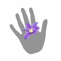 Clématite Integrifolia Arabella/pot De 3l - Echelle Bambou 60/120 Cm -VIDA Plantes Magasin 63f4cf562b4c53.53611809