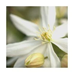 Clématite Armandii Enham Star/pot De 3l - Echelle Bambou 60/120 Cm -VIDA Plantes Magasin 63f4cf57cb7a80.14285046