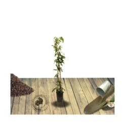 Clématite Armandii Enham Star/pot De 3l - Echelle Bambou 60/120 Cm -VIDA Plantes Magasin 63f4cf57d6a260.15793300