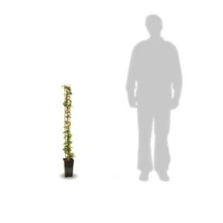 Jasmin étoilé Jasminoïdes/pot De 3l - Echelle Bambou 60/120 Cm -VIDA Plantes Magasin 63f4cf639b70b1.42780413