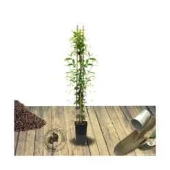 Jasmin étoilé Jasminoïdes/pot De 3l - Echelle Bambou 60/120 Cm -VIDA Plantes Magasin 63f4cf63a73126.91520792