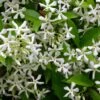 Jasmin étoilé Jasminoïdes/pot De 3l - Echelle Bambou 60/120 Cm -VIDA Plantes Magasin 63f4cf63ab1b12.32966906