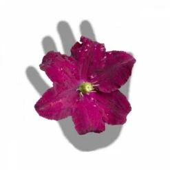 Clématite Niobe/pot De 3l - Echelle Bambou 60/120 Cm -VIDA Plantes Magasin 63f4cfc92b9b23.91620428