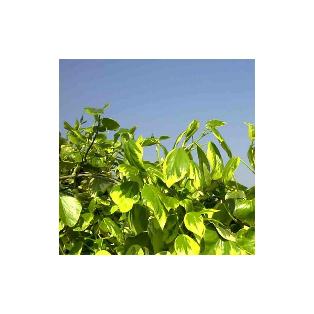 Lierre Des Colchide Colchica Dentata Variegata/pot De 3l - Echelle Bambou 60/120 Cm 6 Lierre Des Colchide Colchica Dentata Variegata/pot De 3l - Echelle Bambou 60/120 Cm â Image 4