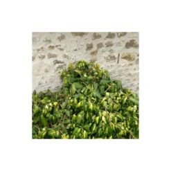 Lierre Des Colchide Colchica Dentata Variegata/pot De 3l - Echelle Bambou 60/120 Cm 8 Lierre Des Colchide Colchica Dentata Variegata/pot De 3l - Echelle Bambou 60/120 Cm -VIDA Plantes Magasin 63f4cfeaedea79.37613932