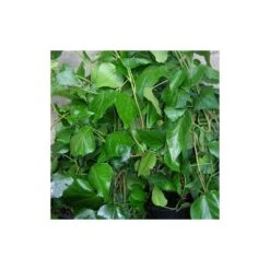 Lierre Des Colchide Colchica/pot De 1,5l - Tuteur Bambou 30/60 Cm -VIDA Plantes Magasin 63f4cff0d31934.45929042