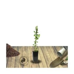 Clématite Florida Cassis™ 'evipo020'/pot De 1,5l - Tuteur Bambou 30/60 Cm -VIDA Plantes Magasin 63f4d0023f17d9.50724305
