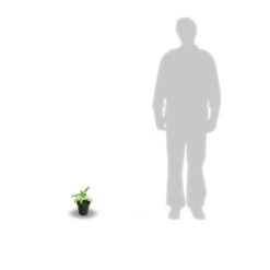 Clématite Florida Cassis™ 'evipo020'/pot De 1,5l - Tuteur Bambou 30/60 Cm -VIDA Plantes Magasin 63f4d0024fcf41.91234118