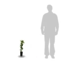 Chèvrefeuille Japonica Hall's Prolific/pot De 1,5l - Tuteur Bambou 30/60 Cm -VIDA Plantes Magasin 63f4d010891aa4.12503587