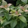 Hortensia Grimpant Anomala Var. Petiolaris Semiola® 'inovalaur'/pot De 1,5l - Tuteur Bambou 30/60 Cm -VIDA Plantes Magasin 63f4d019b265c9.14678891
