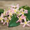 Jasmin étoilé Asiaticum Pink Showers®/pot De 3l - Echelle Bambou 60/120 Cm -VIDA Plantes Magasin 63f4d03bb179d6.27061978