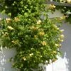 Bignone Radicans Yellow Trumpet/pot De 1l - Tuteur 60 Cm -VIDA Plantes Magasin 63f4d040d9b3f2.58498233