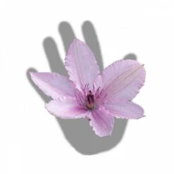 Clématite Hagley Hybrid/pot De 3l - Echelle Bambou 60/120 Cm -VIDA Plantes Magasin 63f4d042424208.54318118