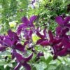 Clématite Viticella Black Prince/pot De 2l -VIDA Plantes Magasin 63f4d05283c9f9.04635829