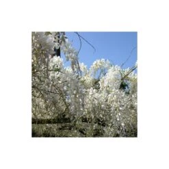 Glycine De Chine Sinensis Var. Alba/godet - 5/20 Cm -VIDA Plantes Magasin 63f4d06f528362.73800189